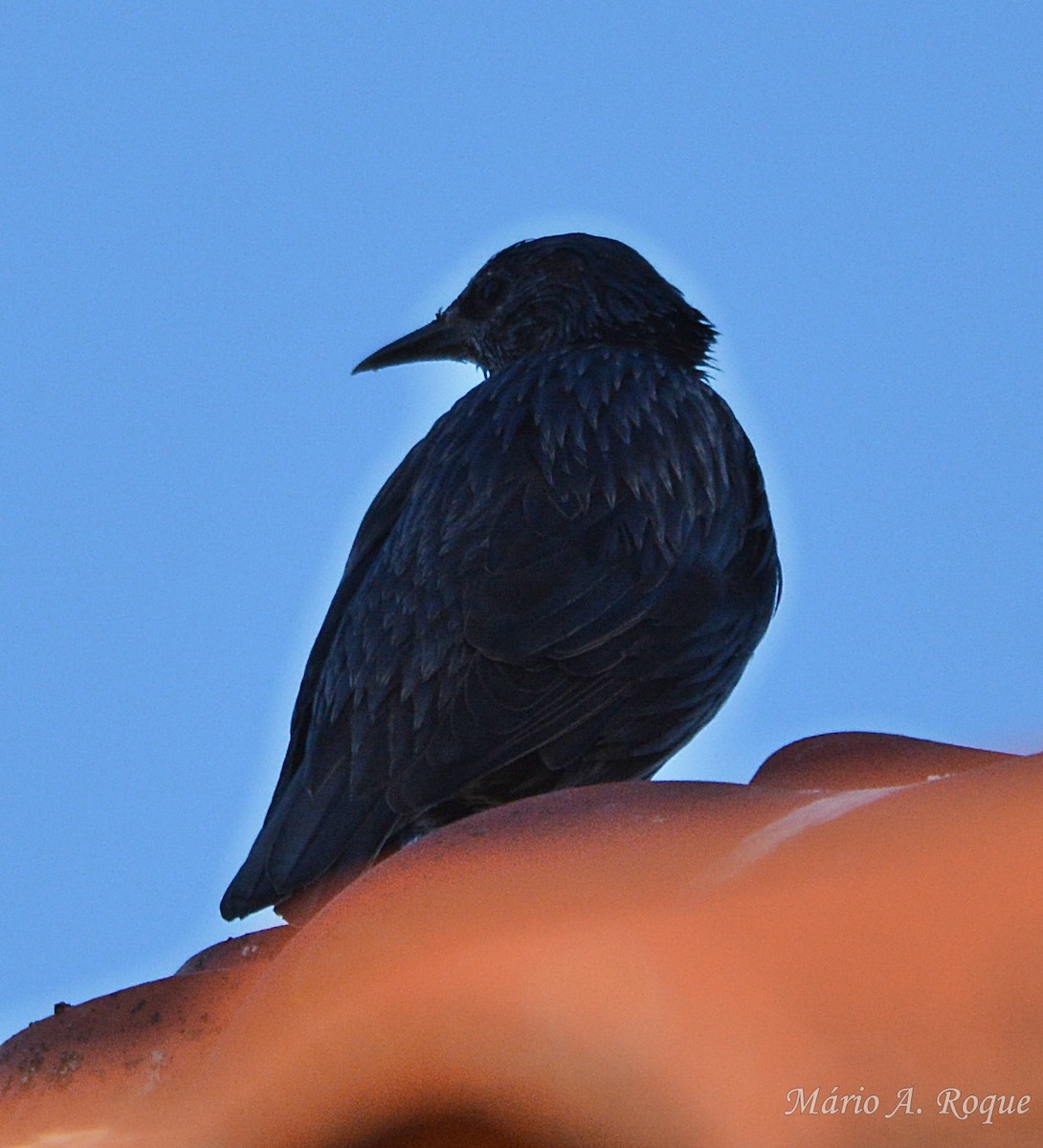 Einfarbstar - ML645118595