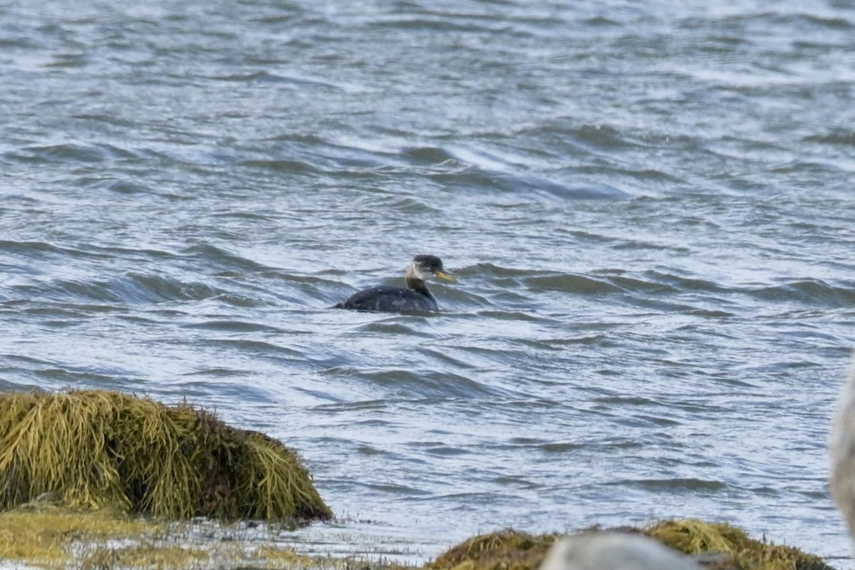 Red-necked Grebe - ML645118601