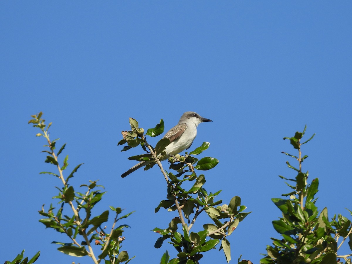 Gray Kingbird - ML645118618