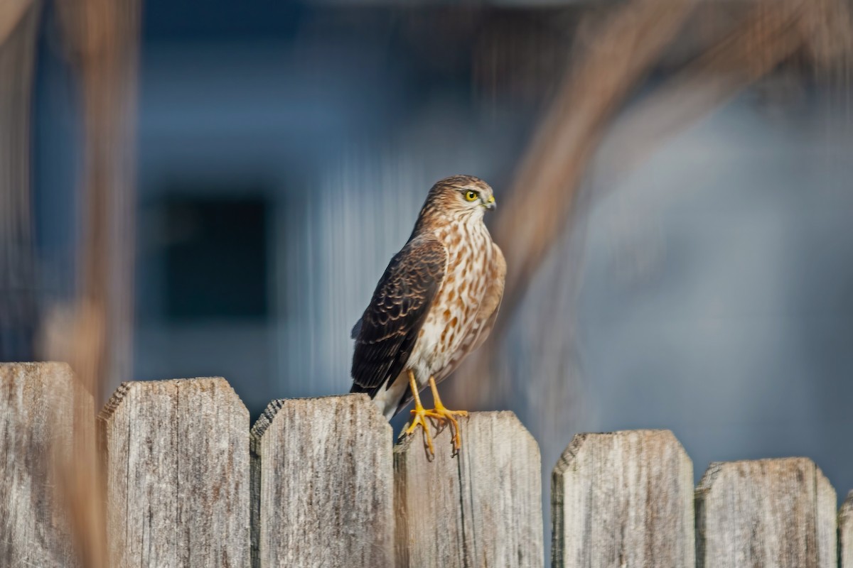 Sharp-shinned Hawk - ML645118623