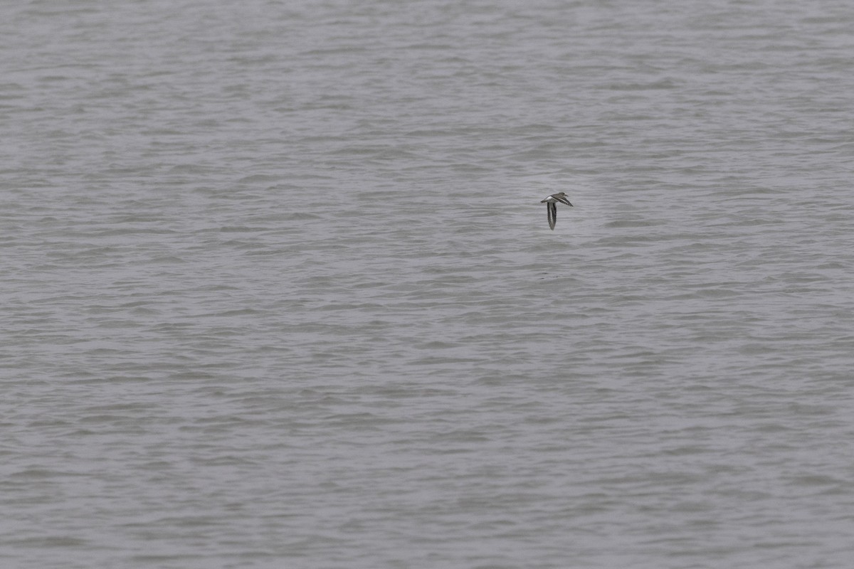 アメリカイソシギ - ML645118624