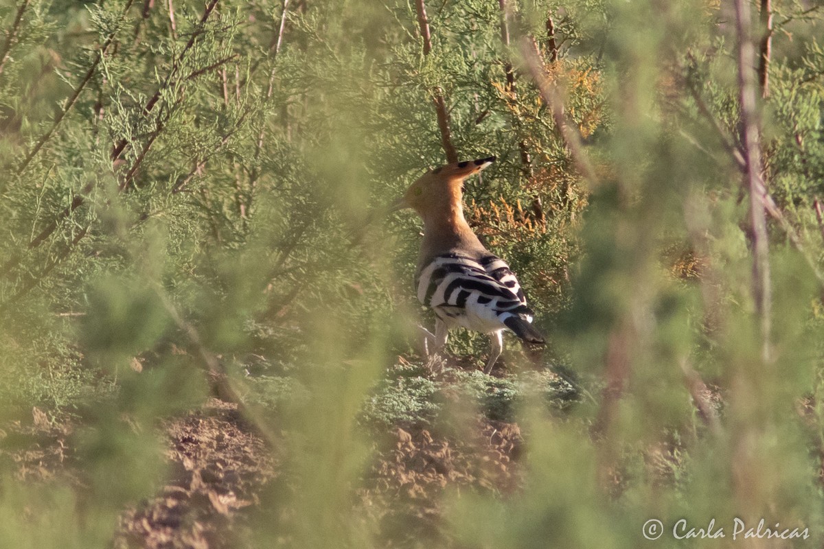 Common Hoopoe - ML645118640