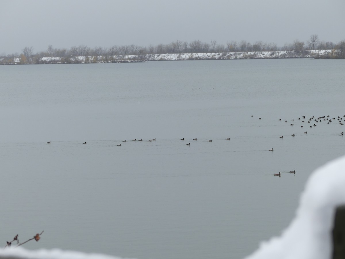 スズガモ - ML645118642