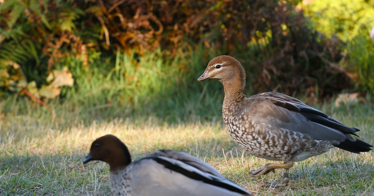 Maned Duck - ML645118649