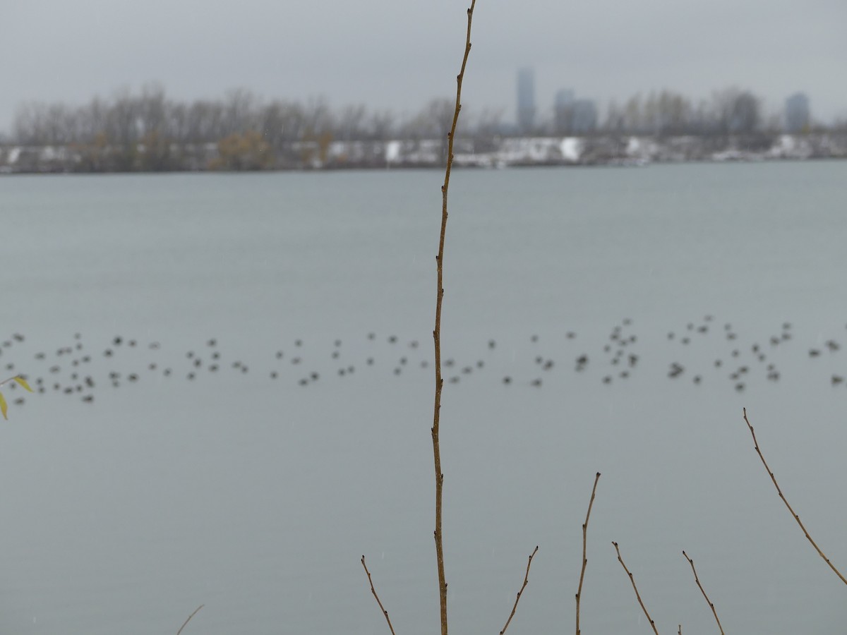 スズガモ - ML645118650