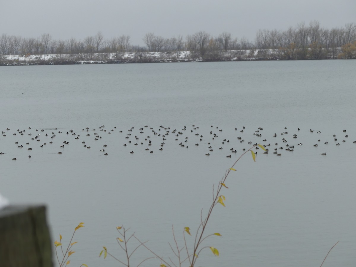 スズガモ - ML645118651