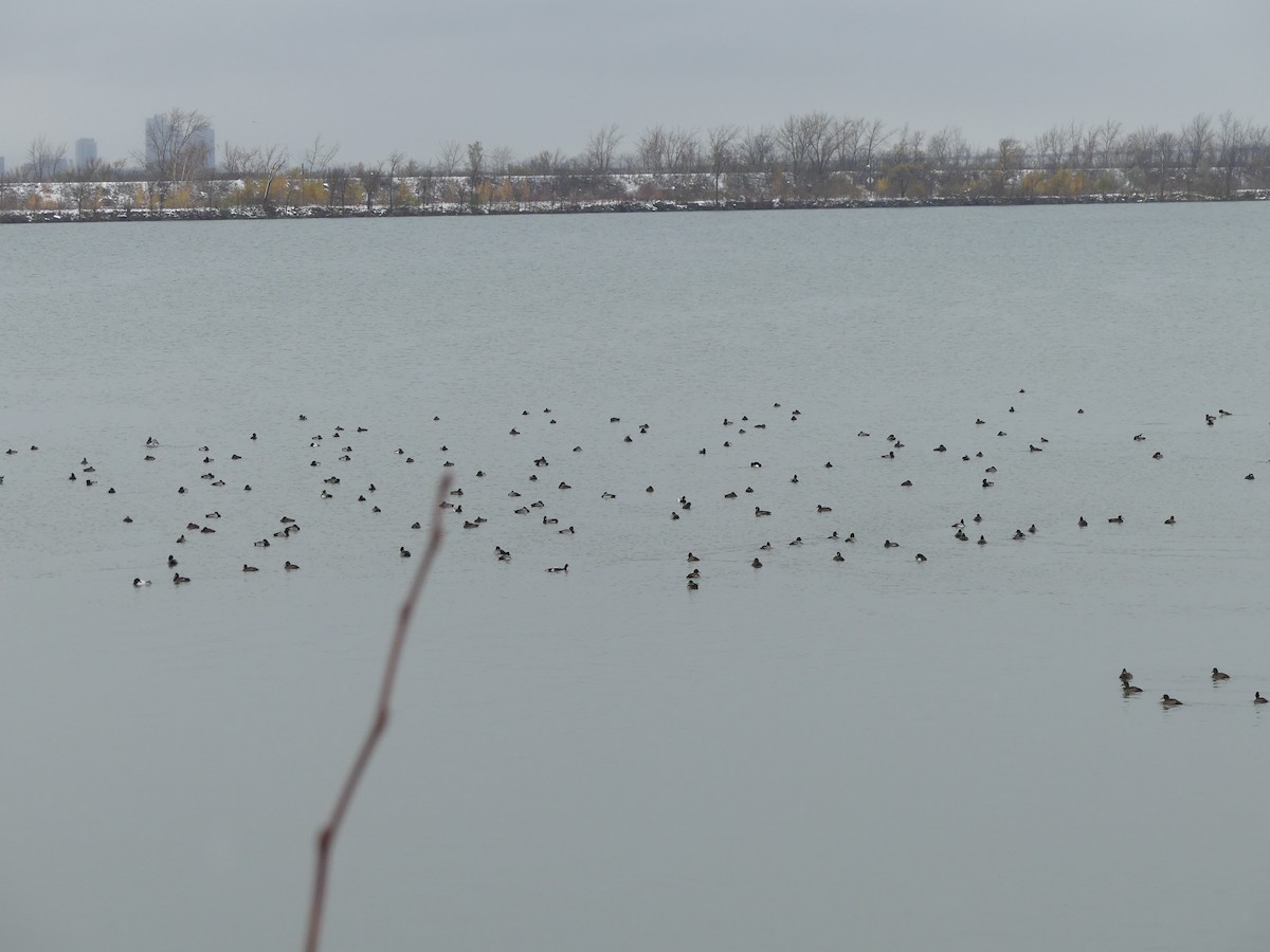 スズガモ - ML645118652