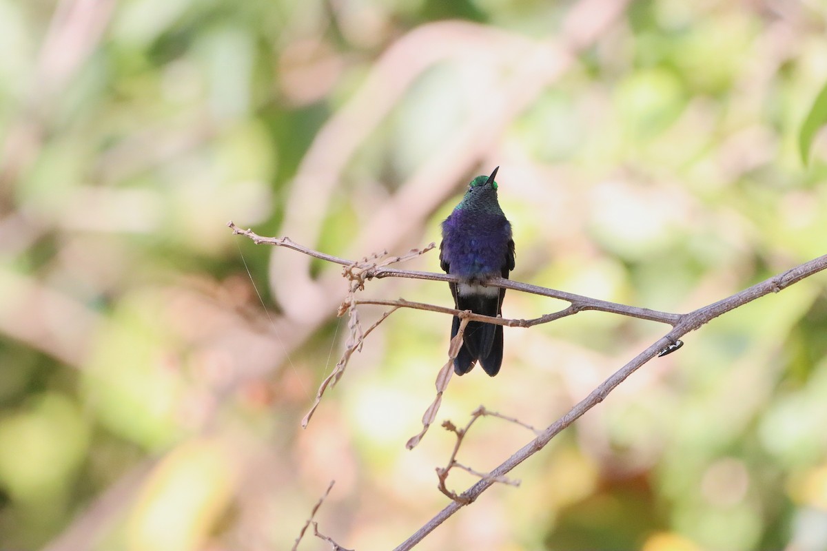 Fork-tailed Woodnymph - ML645118657