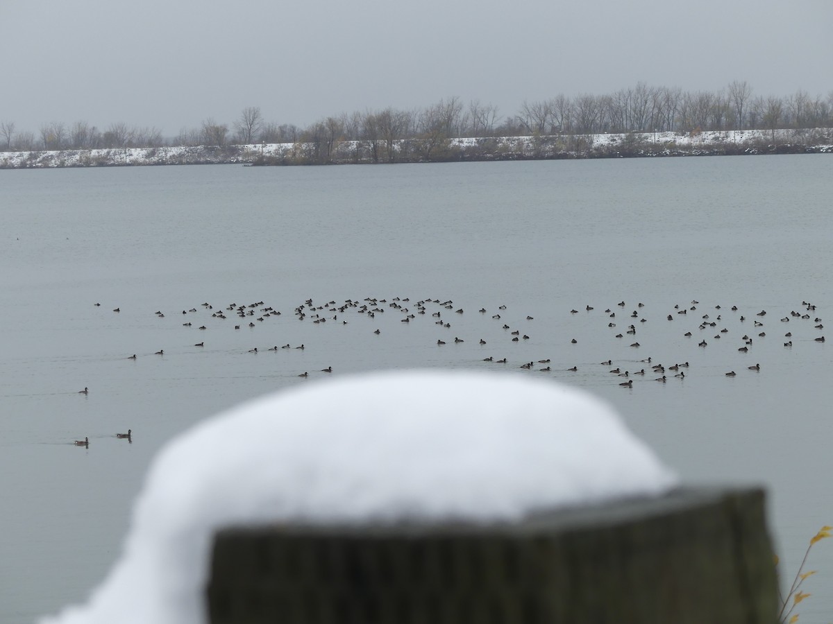 スズガモ - ML645118660