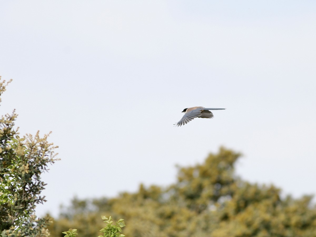 イベリアオナガ - ML645118675