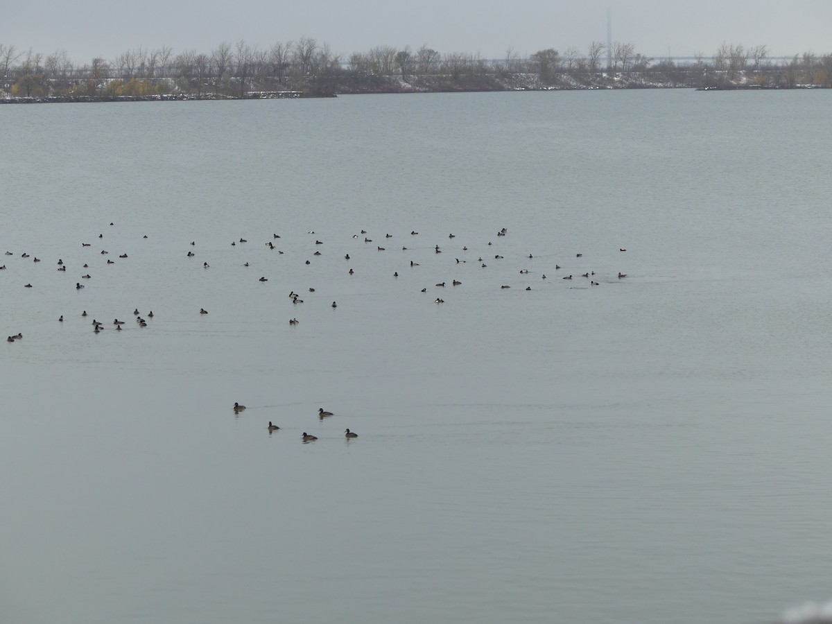 スズガモ - ML645118676