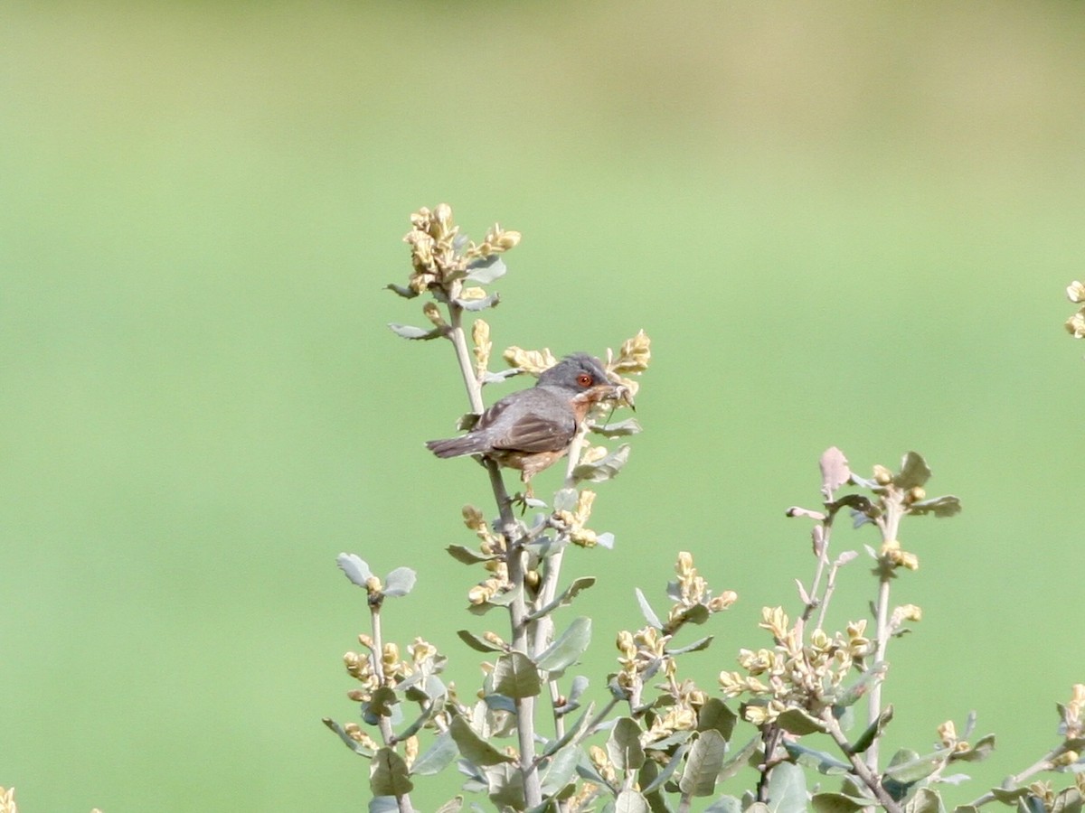 Fauvette passerinette - ML645118683