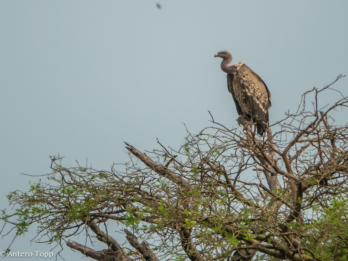 sup krahujový - ML645118711