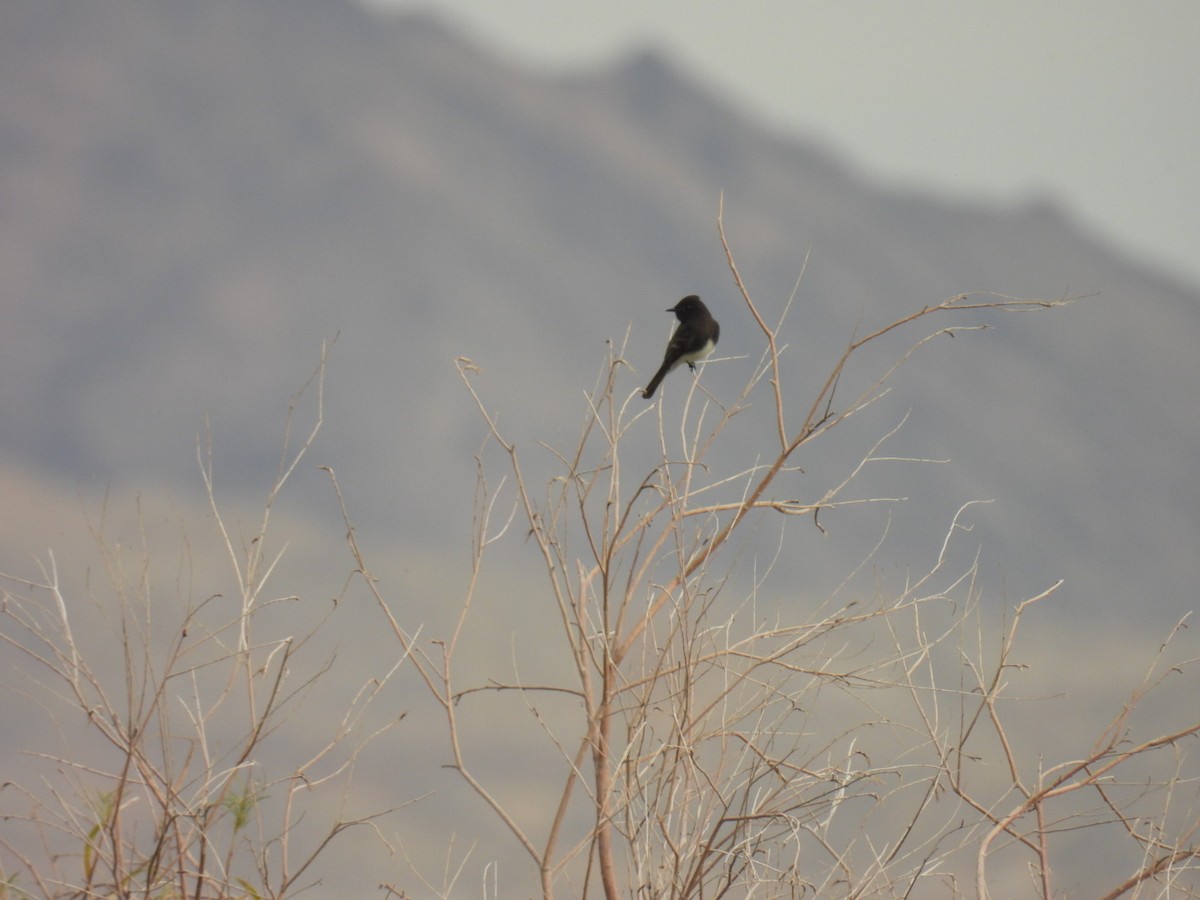 Black Phoebe - ML645118715