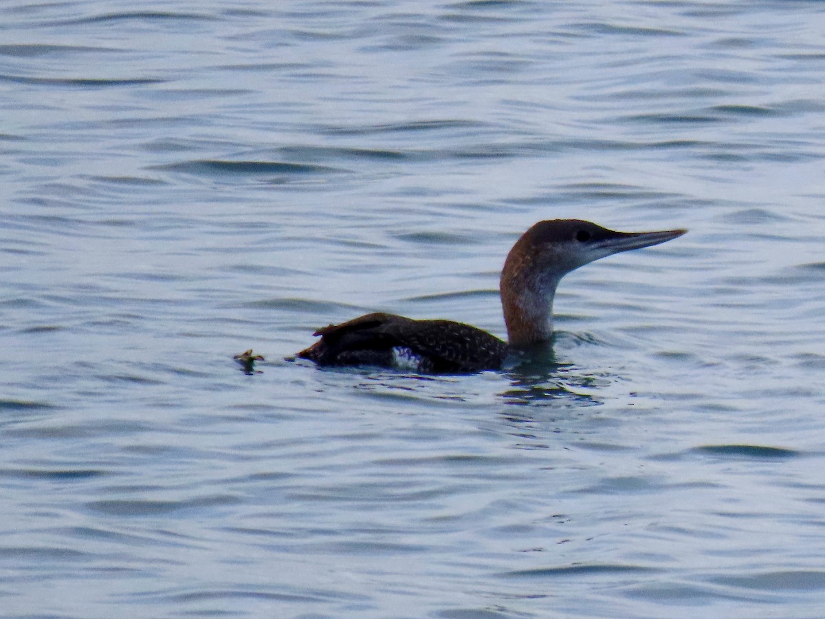 紅喉潛鳥 - ML645118718