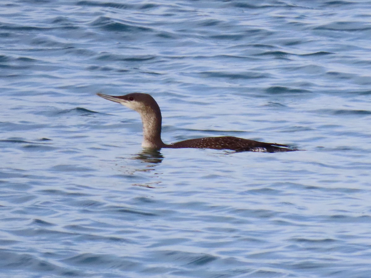 Aliota txikia - ML645118720