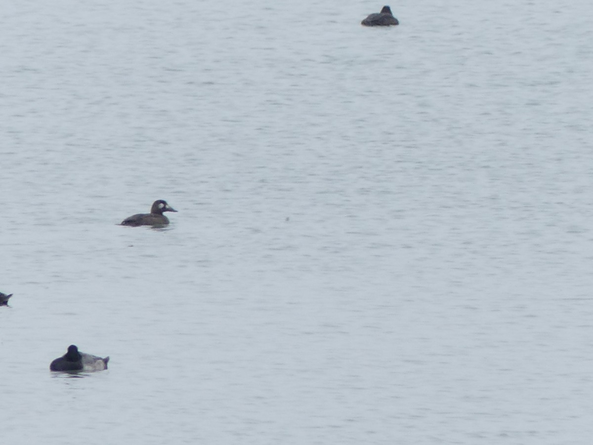 Ahatebeltz hegalzuri amerikarra - ML645118724