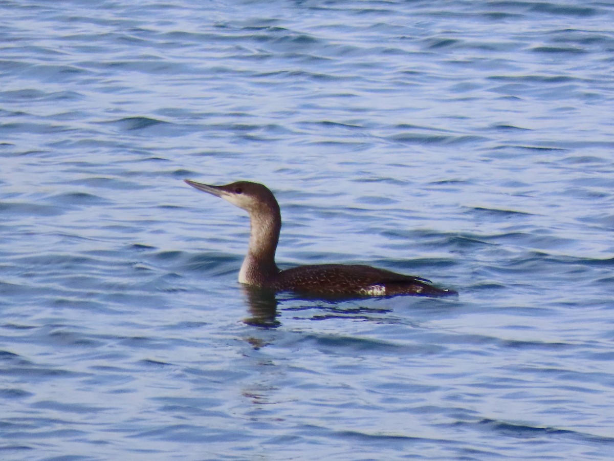 Aliota txikia - ML645118726