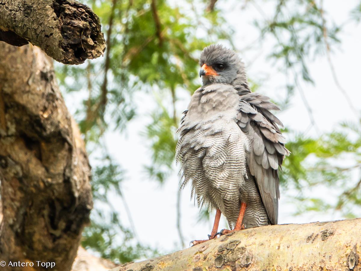 Dark Chanting-Goshawk - ML645118727