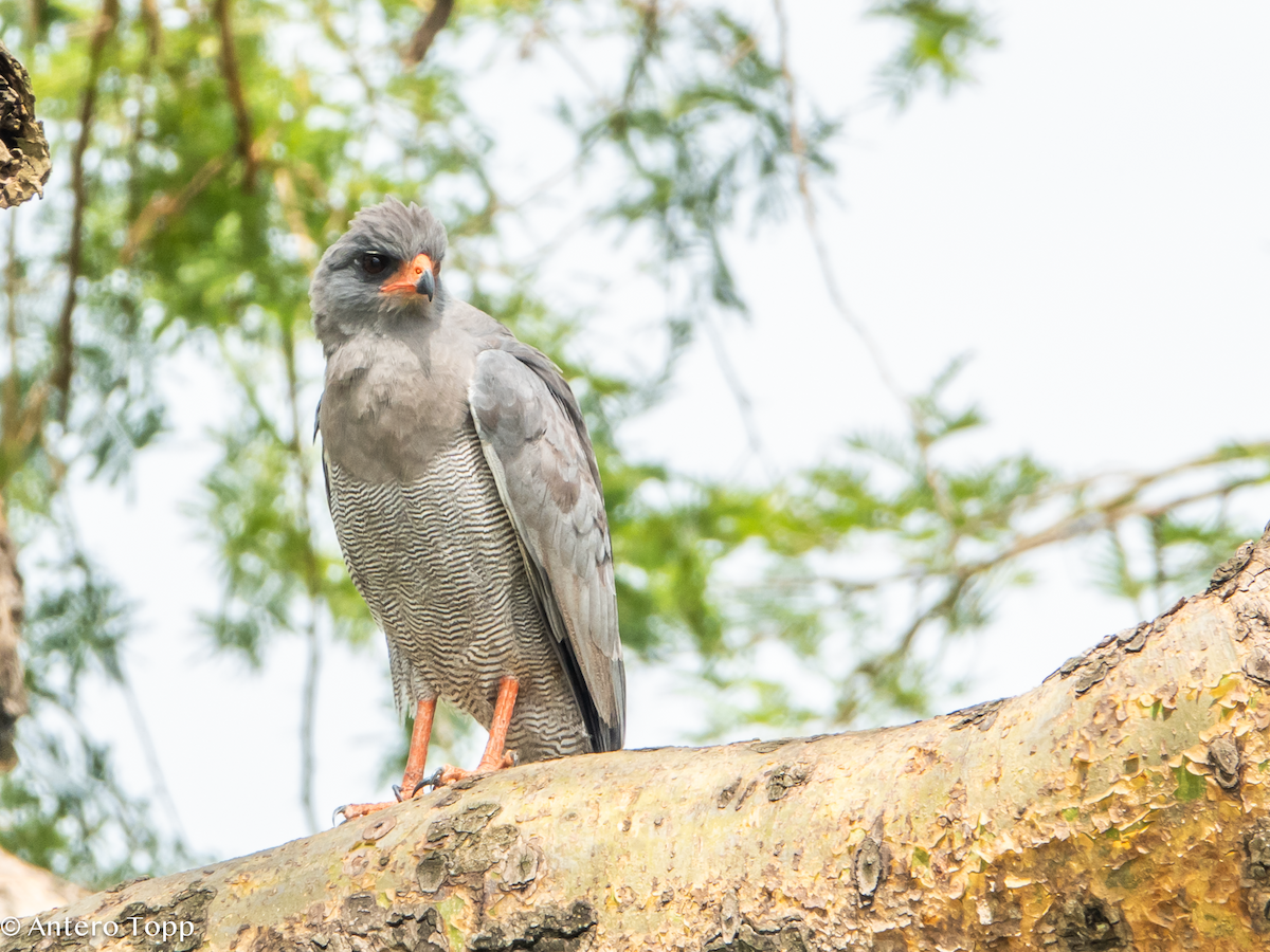 Dark Chanting-Goshawk - ML645118728