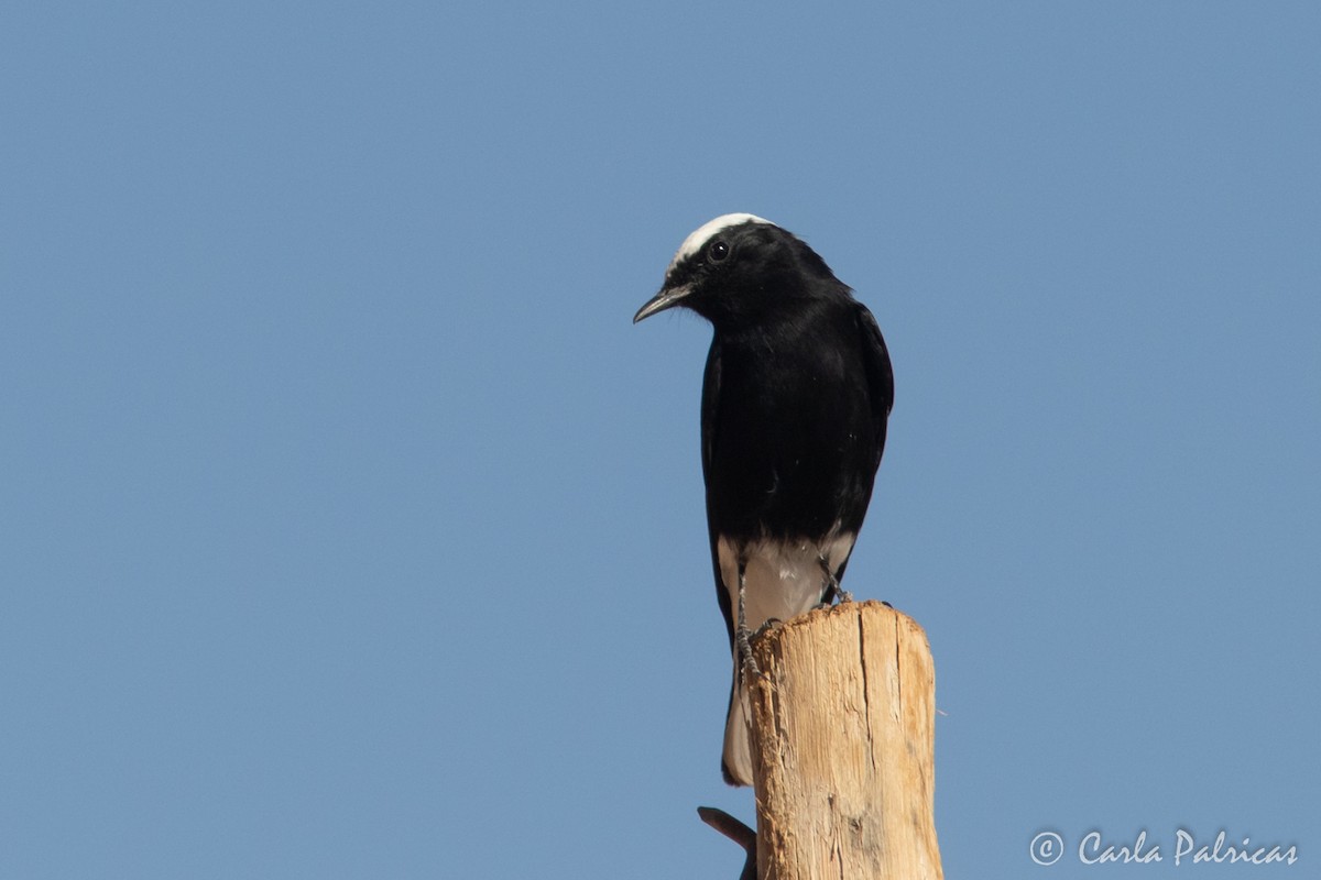 Buztanzuri kaskazuria - ML645118729