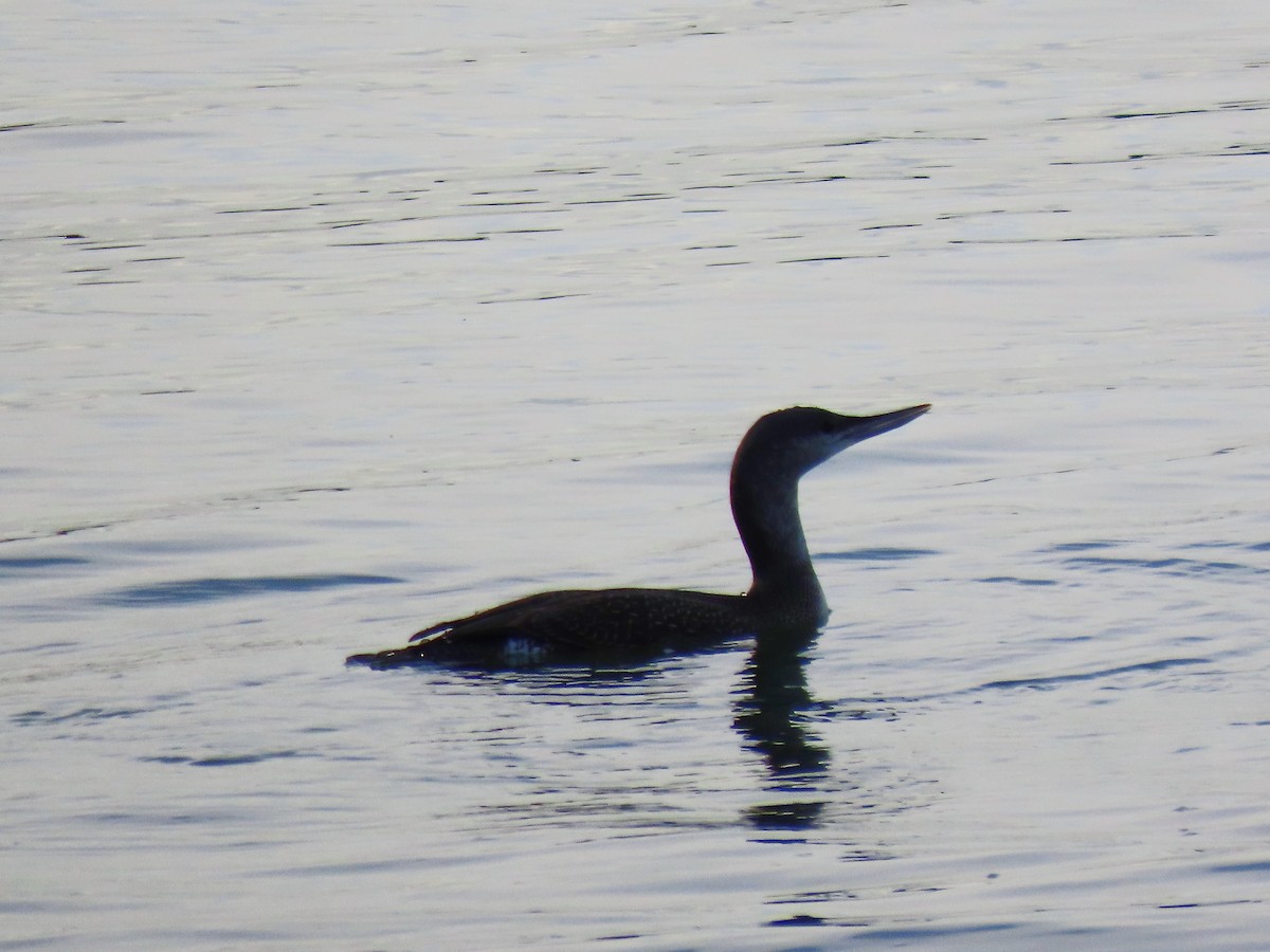 Aliota txikia - ML645118730