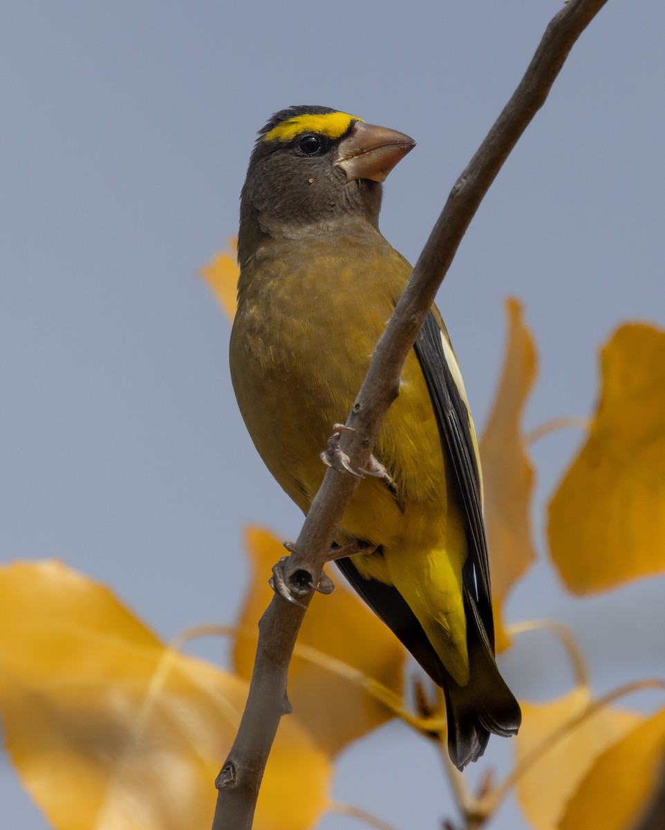 Mokolodi bekainoria - ML645118731