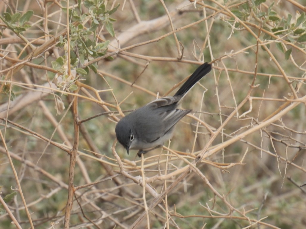 Black-tailed Gnatcatcher - ML645118732