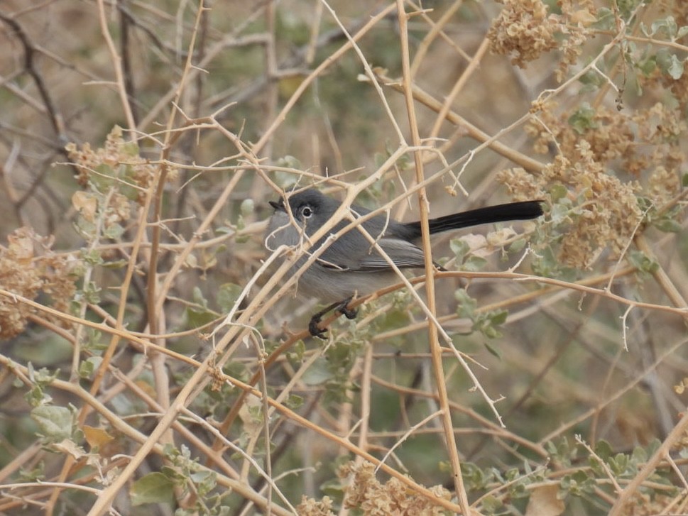 Black-tailed Gnatcatcher - ML645118733