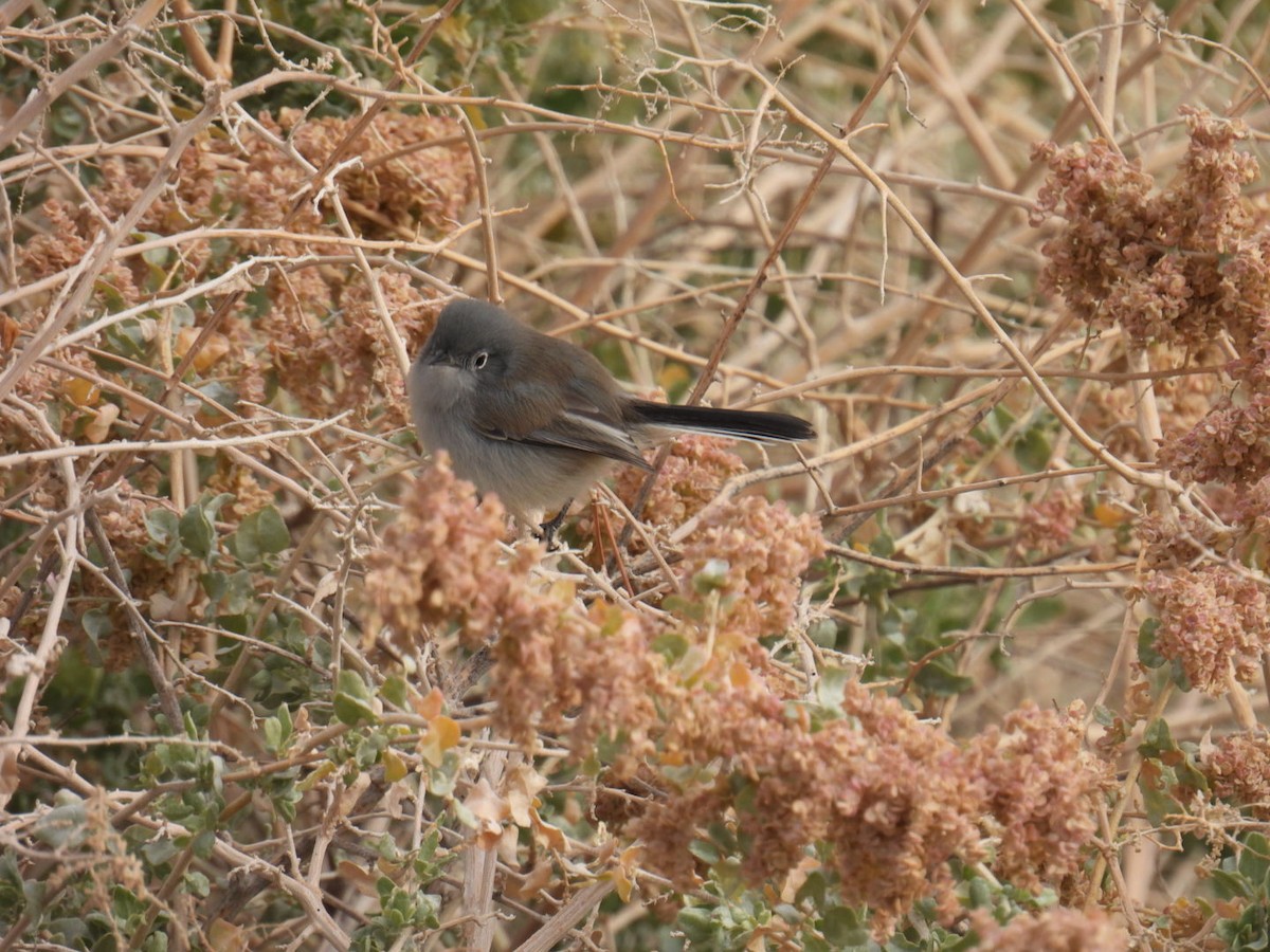 Black-tailed Gnatcatcher - ML645118734