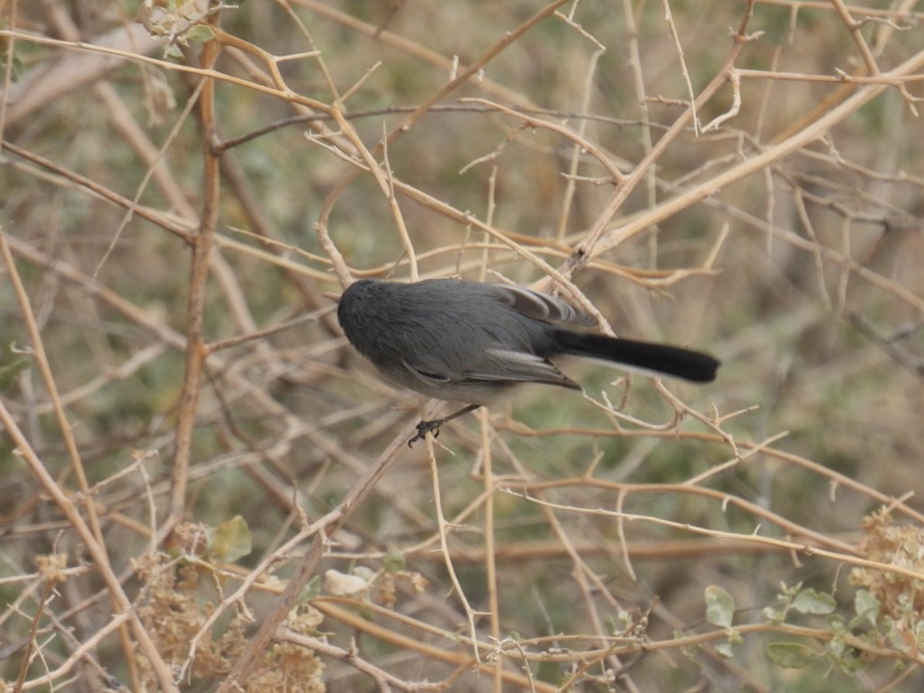 Black-tailed Gnatcatcher - ML645118735