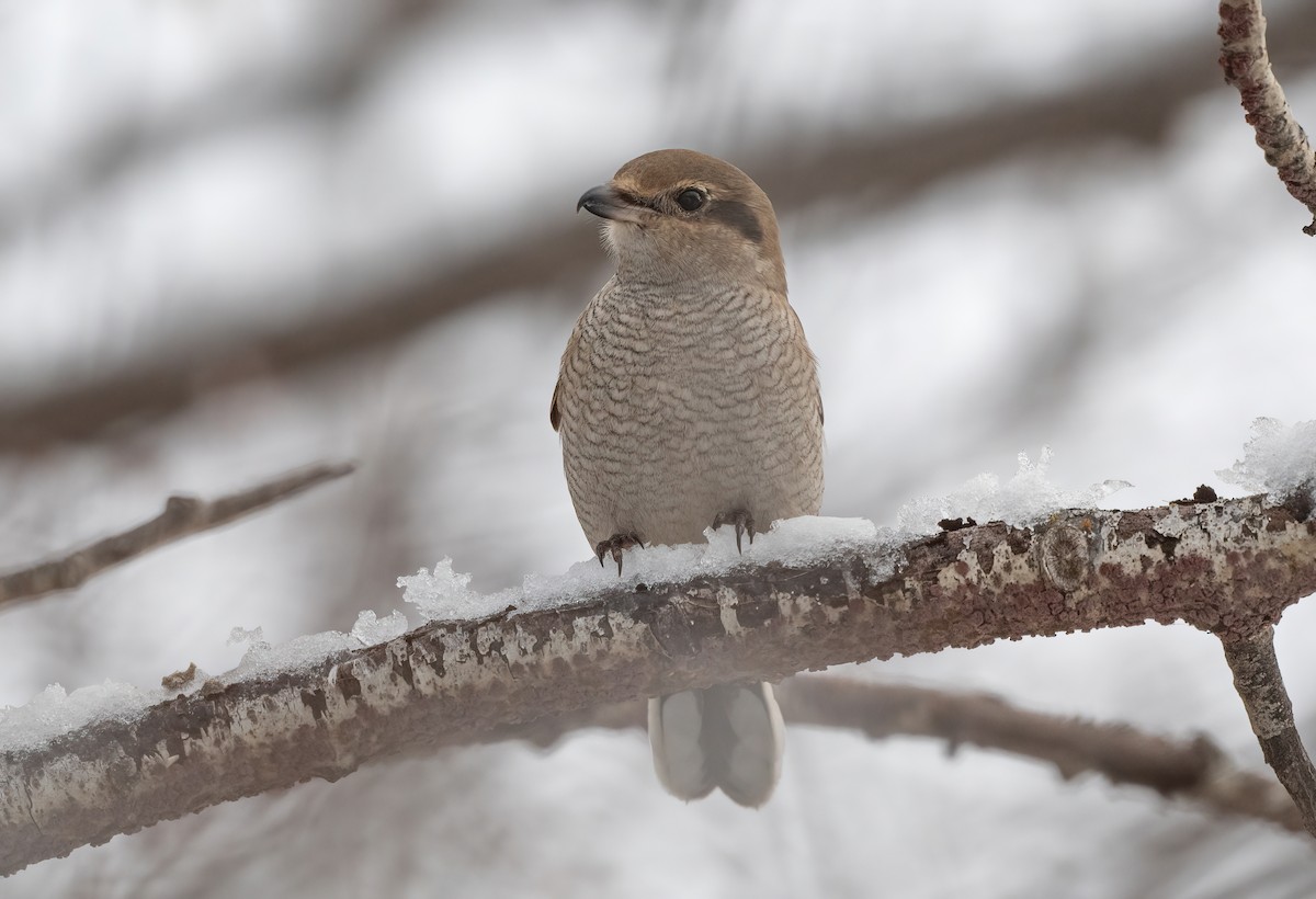 Antzandobi boreala - ML645118736