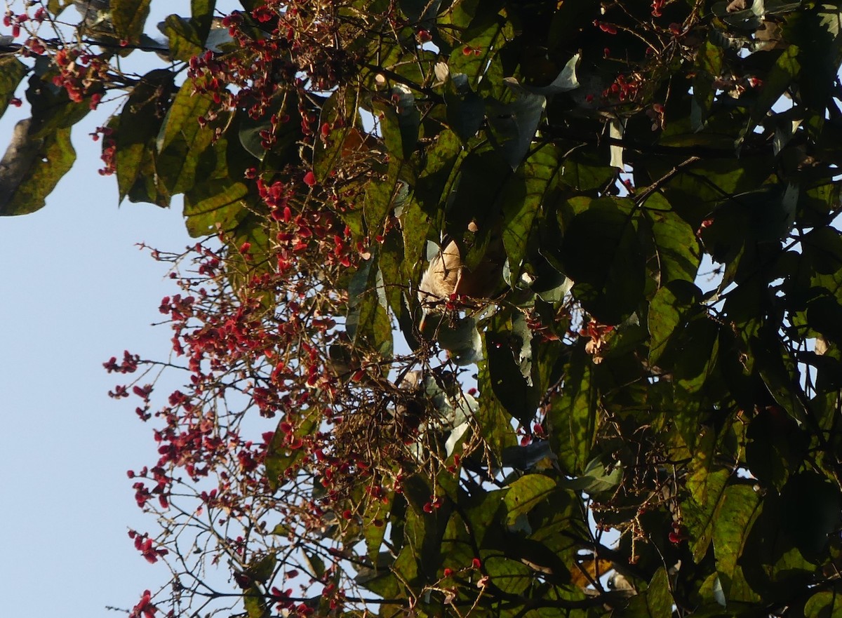 Malabar Starling - ML645118737