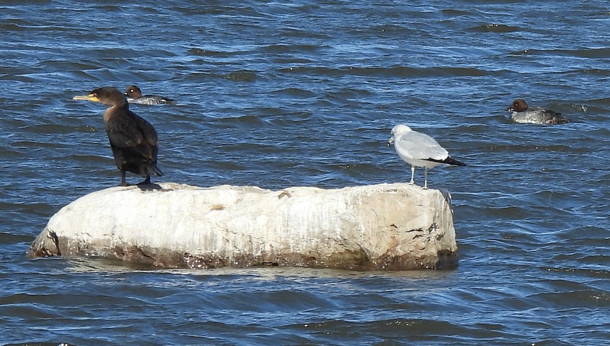 Murgilari urrebegia - ML645118738