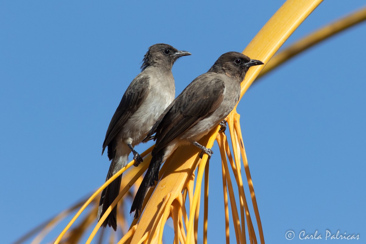 Bulbul arrunta - ML645118739