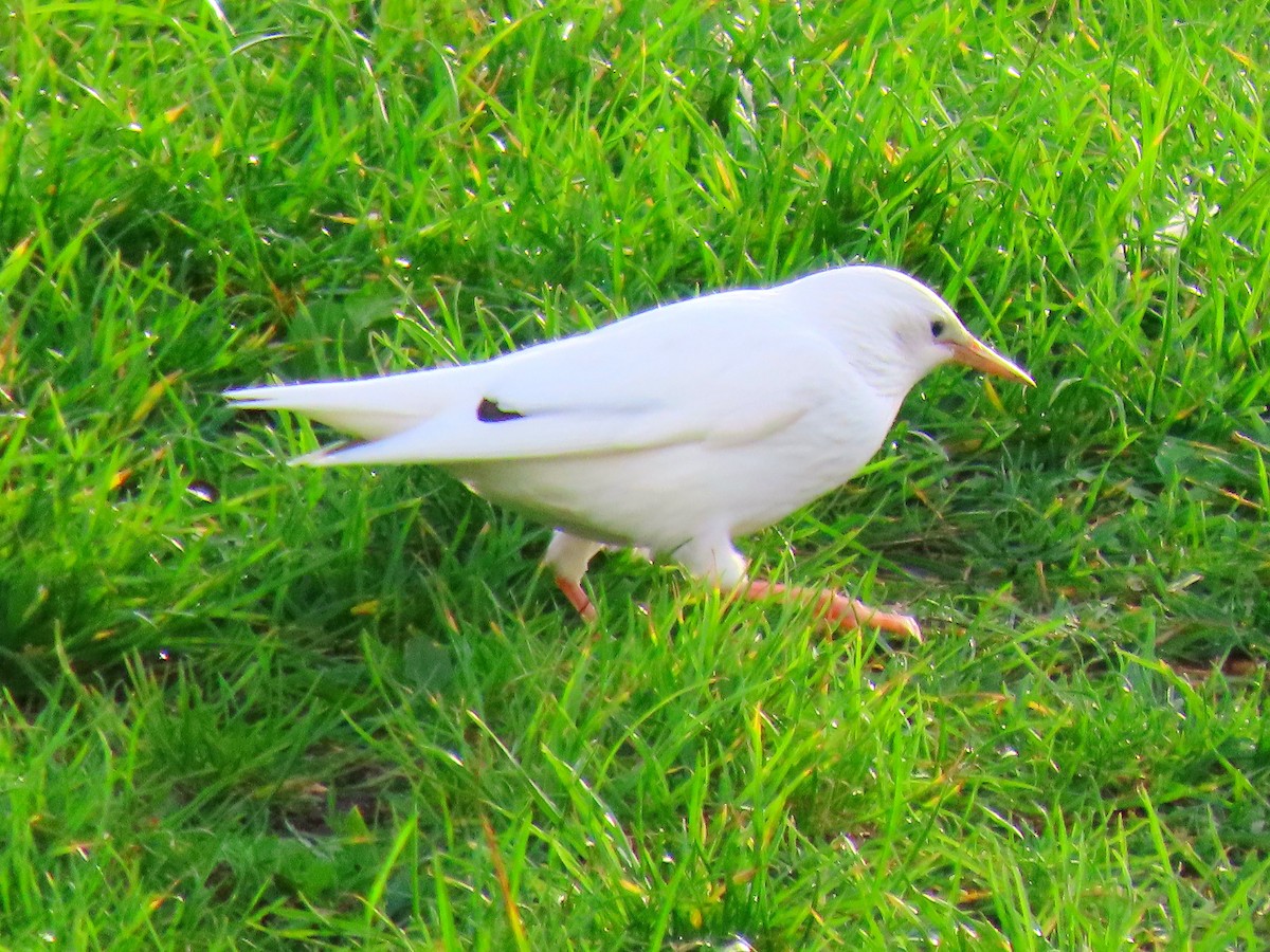 Arabazozo pikarta - ML645118741