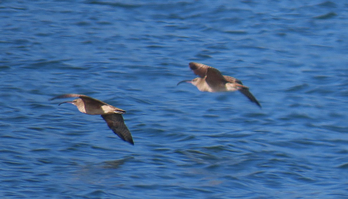 Kurlinta amerikarra - ML645118742