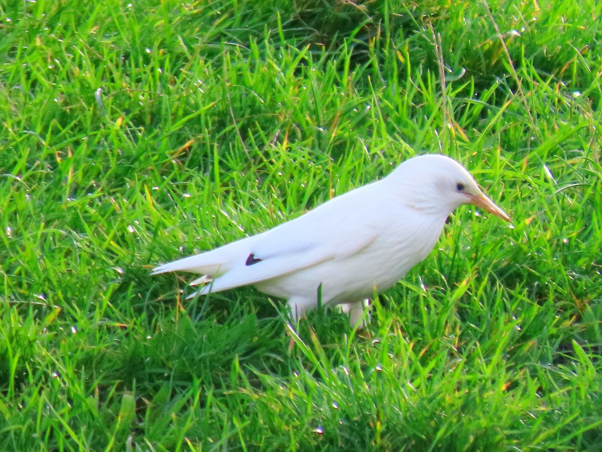 Arabazozo pikarta - ML645118743