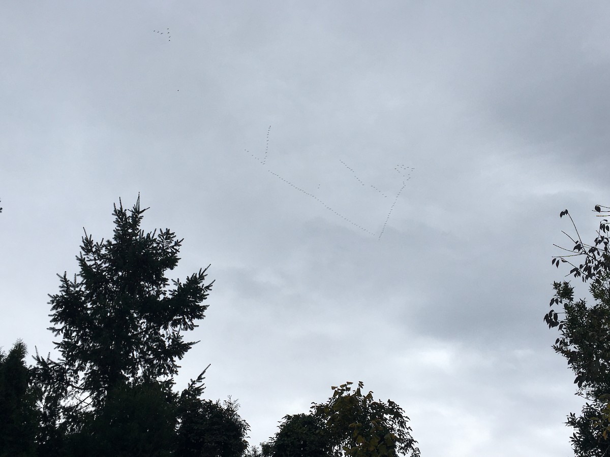 Elur-antzara - ML645118744