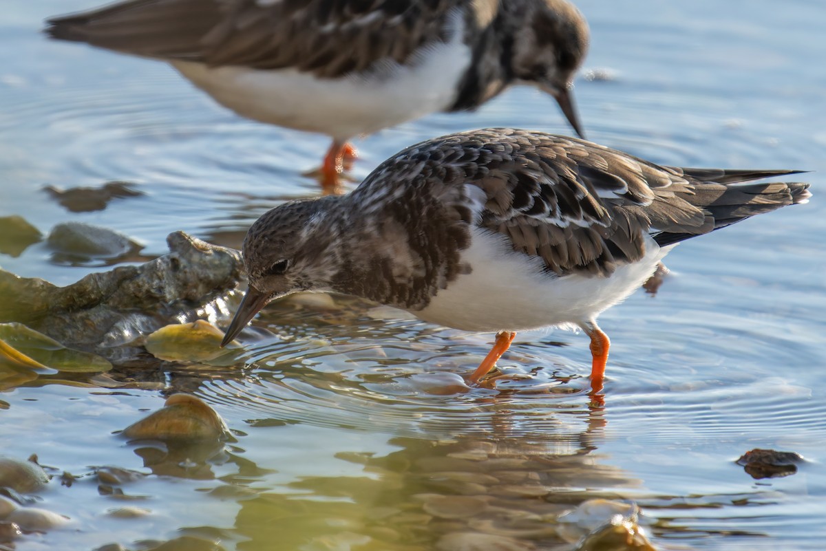 Harri-iraulari arrunta - ML645118745