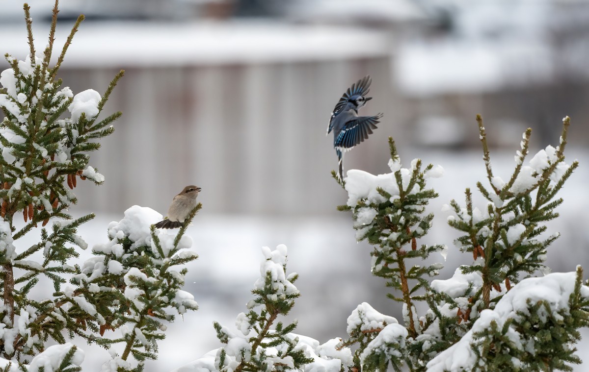 Antzandobi boreala - ML645118747