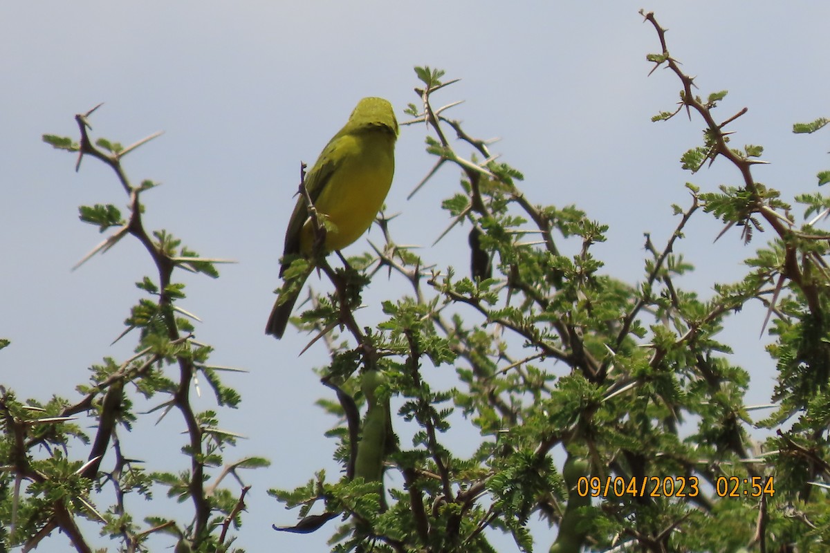 Brimstone Canary - ML645118748