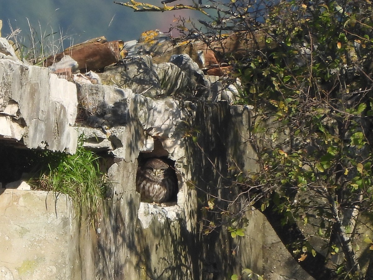 Mozolo arrunta - ML645118749