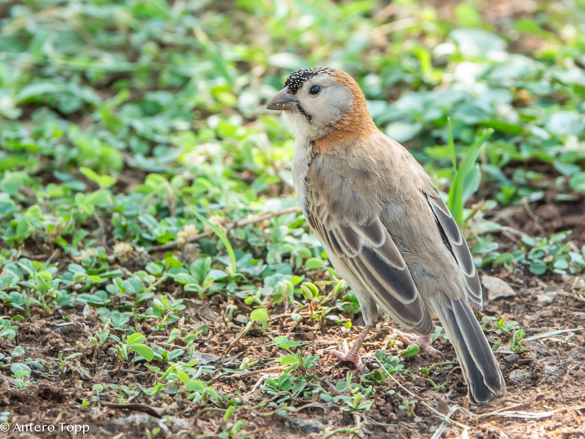 Speckle-fronted Weaver - ML645118750