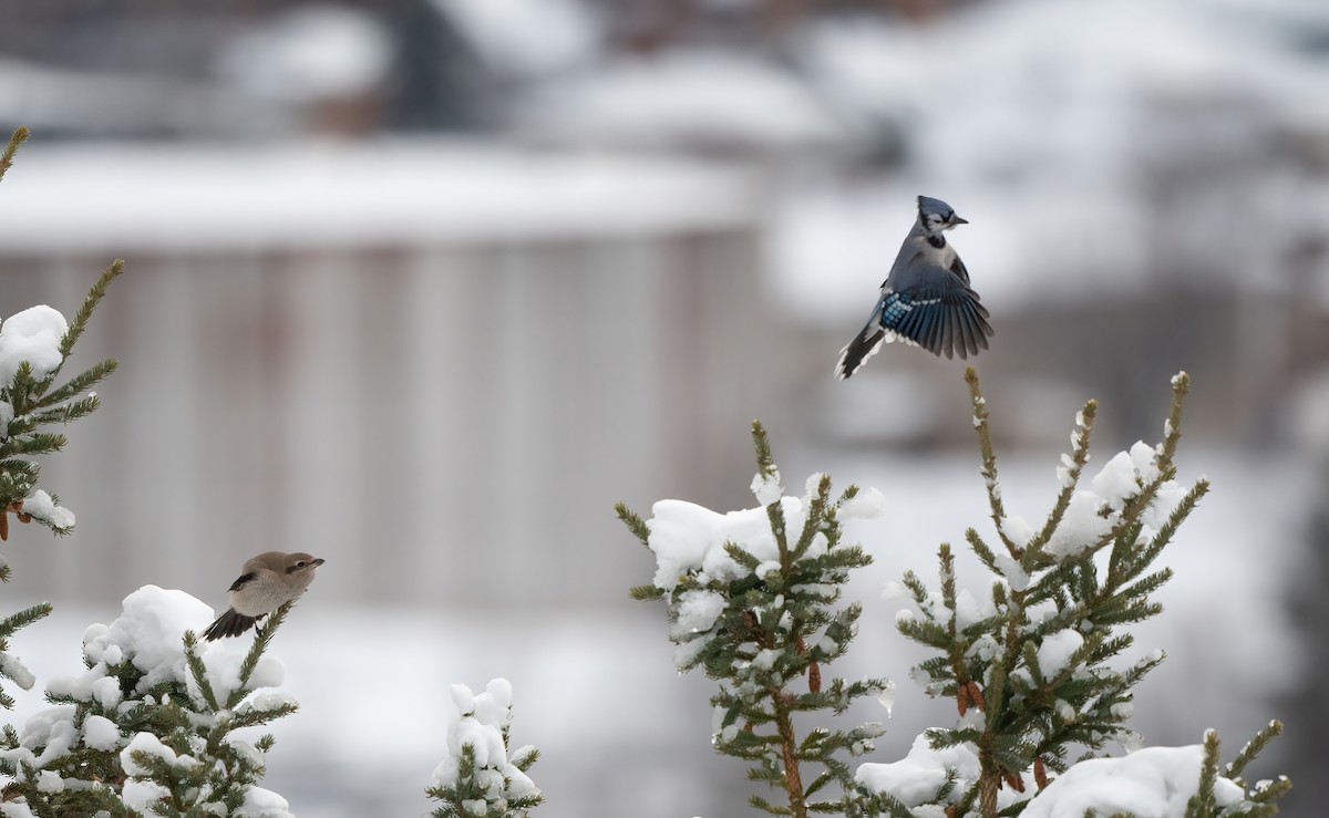 ťuhýk severní - ML645118752