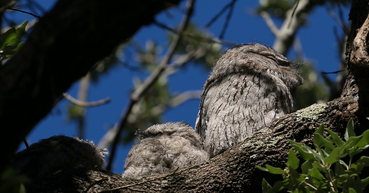 Tawny Frogmouth - ML645118753