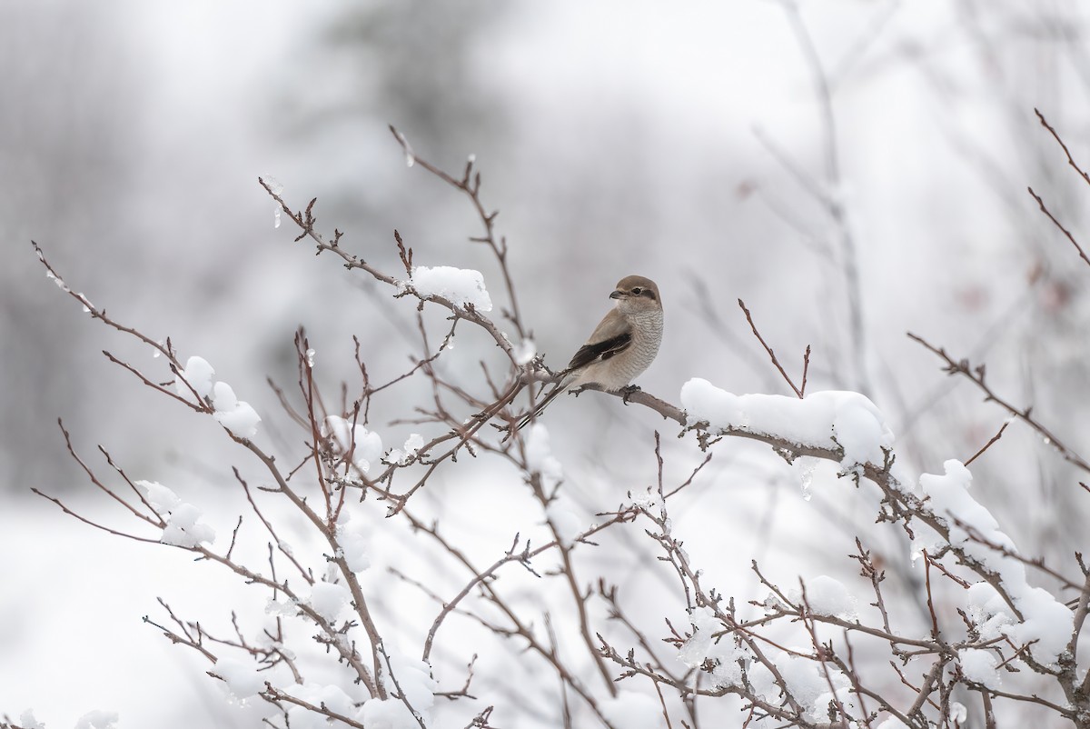 ťuhýk severní - ML645118758