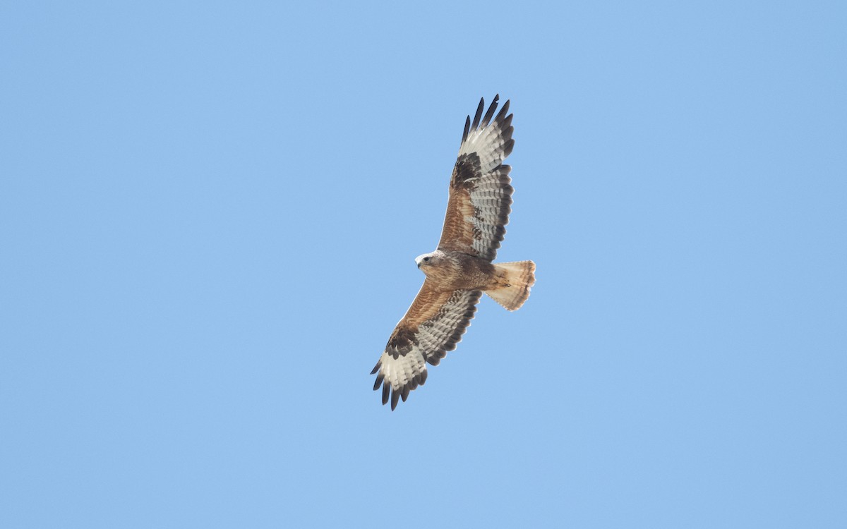 Buse féroce - ML645118759