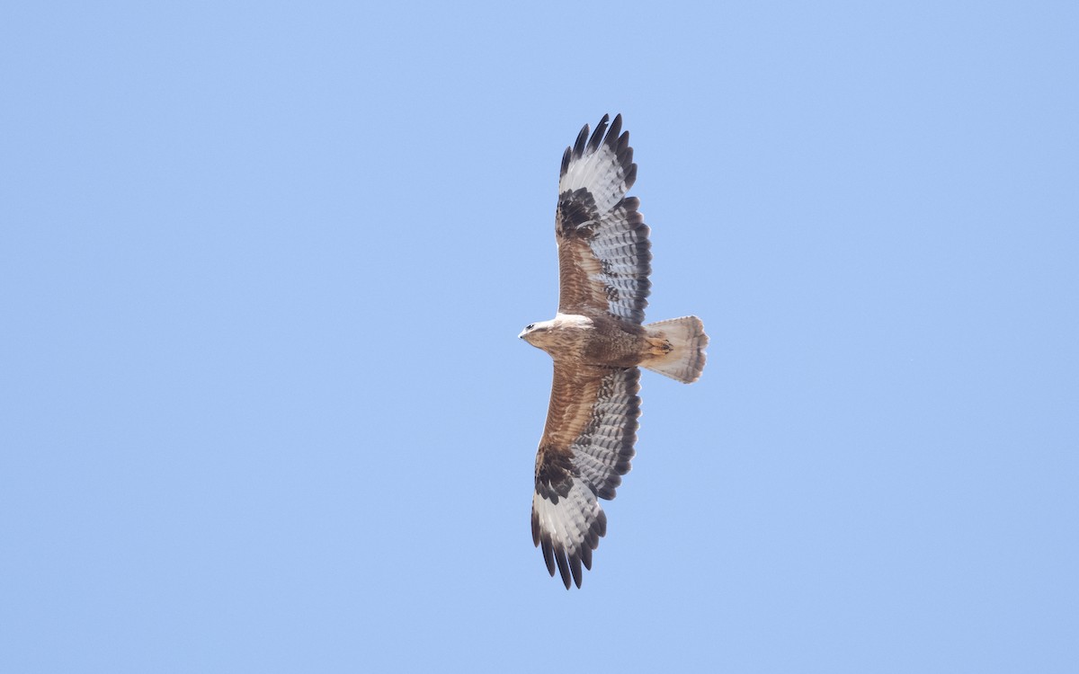 Buse féroce - ML645118761