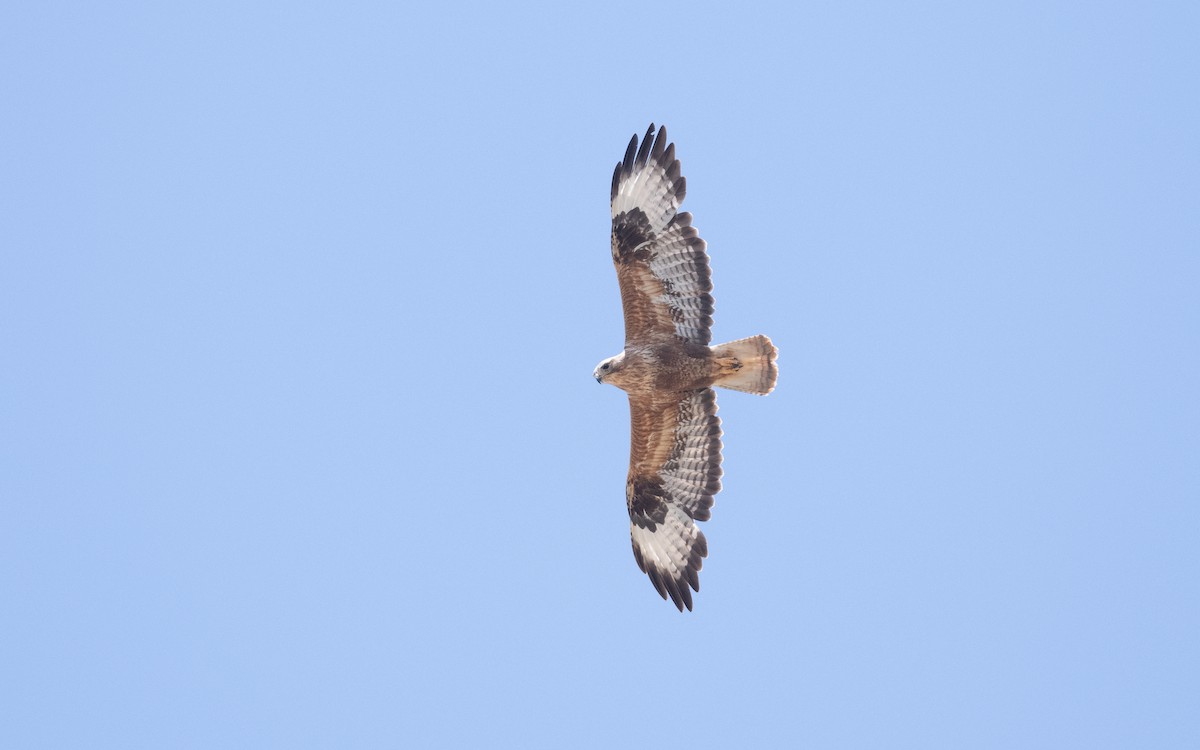 Buse féroce - ML645118763